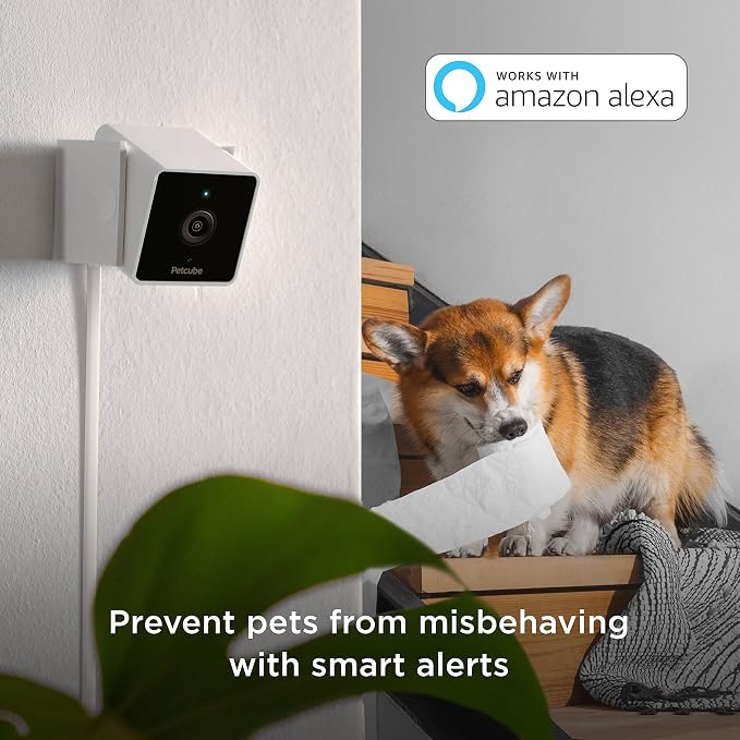 Petcube Cam Pack of 3 Indoor Home Security Cameras - Image 4